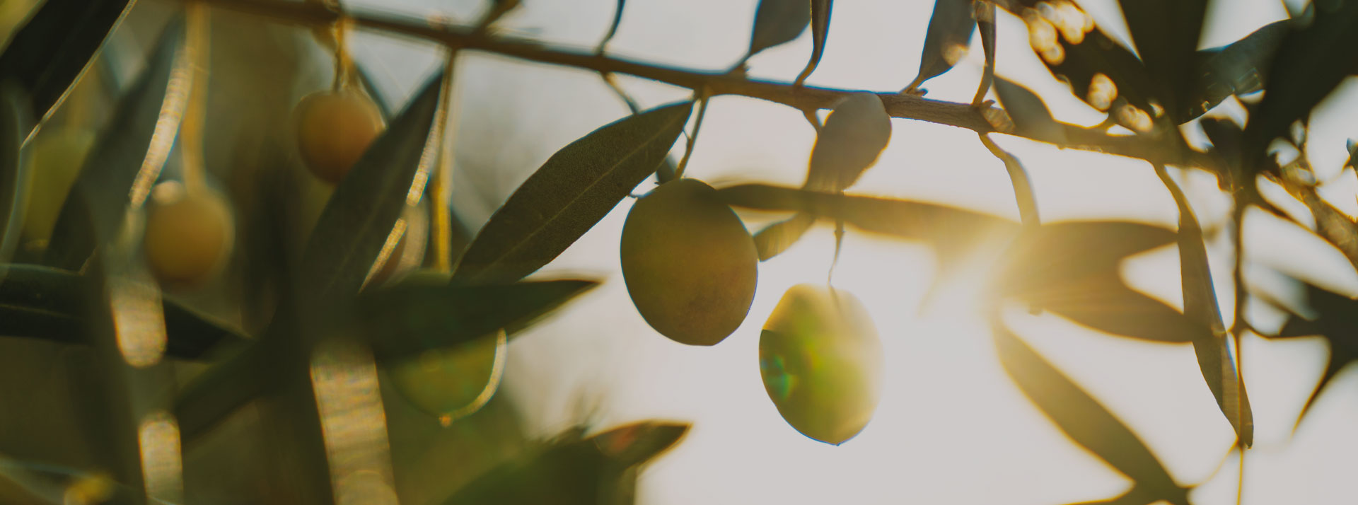 Haarbürsten & Kämme