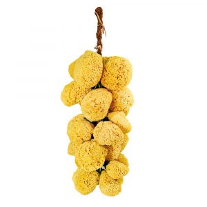 Schwammtraube Poseidon