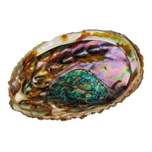 Abalone Muschel